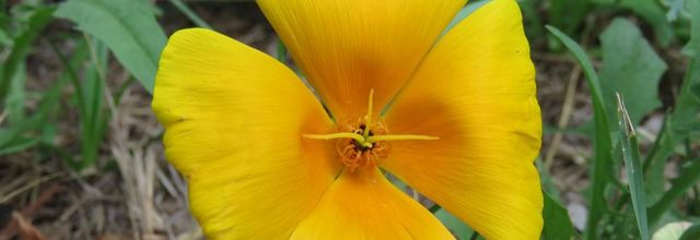 mes fleurs au jardin