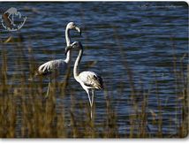Flamants rose juvéniles - Phoenicopterus roseus (Le Méjean - Lattes - Hérault)