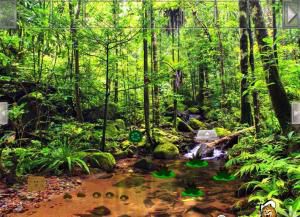 Wet Evergreen forest escape soluce
