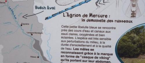 une libéllulle cet été !