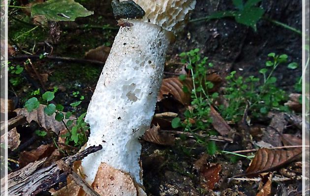 Satyre puant, Morille du diable, Phallus obscène après la douche ;-) (Phallus impudicus) - Lartigau - Milhas - 31