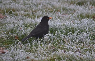 Rambouillet : Merle noir en hiver 