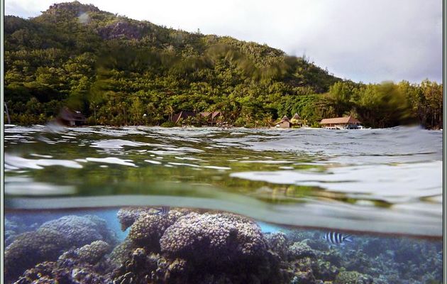 Un petit coup d'oeil au-dessus des flots pour voir si tout va bien aux alentours - New Emerald Cove - Anse La Farine - Praslin - Seychelles