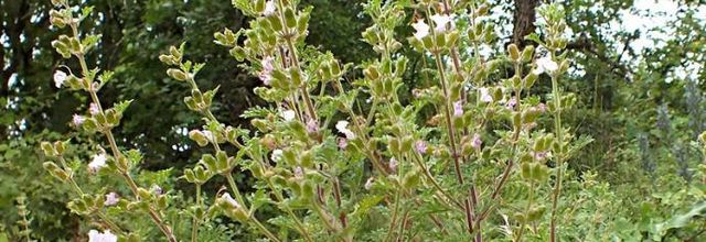 Teucrium botrys  -  germandrée botryde