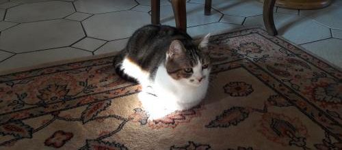 Mousse capte la lumière