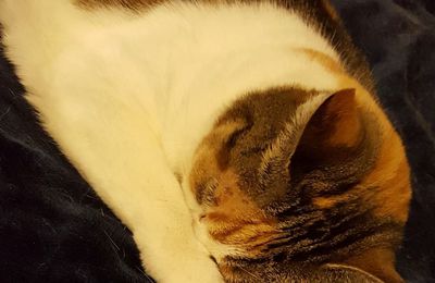 EB - Mon chat a presque le même âge que moi...
