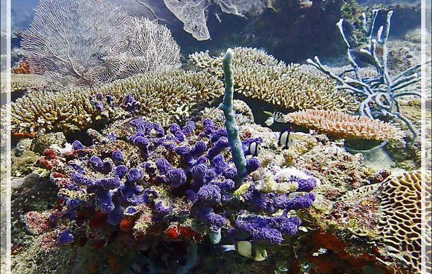 Éponge mauve fibreuse,  Siliceous encrusting  sponge (Chalinula nematifera) - Bank des Frères - Tsarabanjina - Mitsio - Madagascar