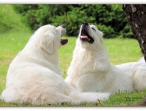  Mes Belles Blanches.
