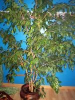 Allergie au Ficus Benjamina