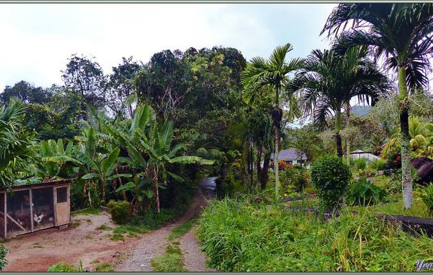 Dans la campagne seychelloise - Mahé - Seychelles