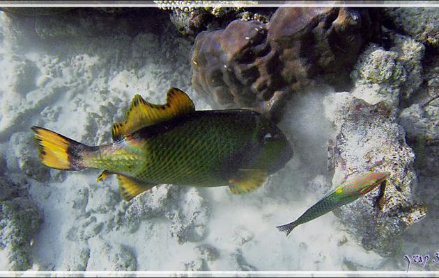 Baliste titan, Giant trigger-fish (Balistoides viridescens) et Girelle échiquier (??), Checkerboard wrasse (Halichoeres hortulanus) - Snorkeling à Thudufushi - Atoll d'Ari - Maldives