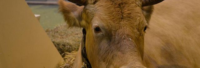 Salon International de l'Agriculture : La Tarentaise et la Bretonne Pie Noire