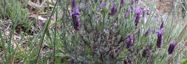 Lavandula stoechas  -  lavande des Maures - lavande papillon
