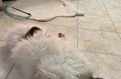 Carpette 