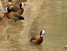 Dendrocygne veuf 