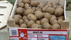Les frites maison en ont gros sur la patate