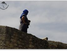 Faucon pèlerin - Falco peregrinus (Vol libre - Provins)