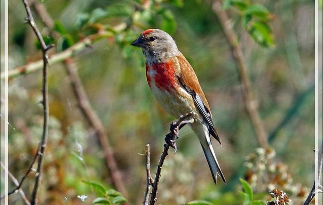 Linotte mélodieuse, Common Linnet (Linaria cannabina) - La Couarde-sur-Mer - Ile de Ré - 17