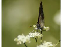 Trois Thècles en comparaison (Lycaenidae)