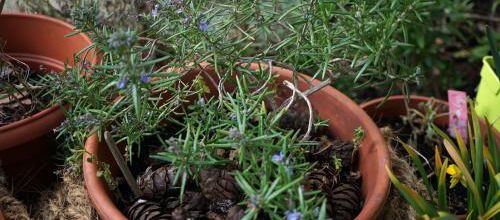 J'ai descendu dans mon jardin...