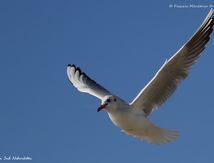 Mouette rieuse