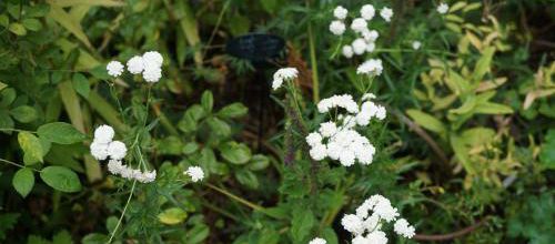 Achillea ptarmica ‘The Pearl’ 