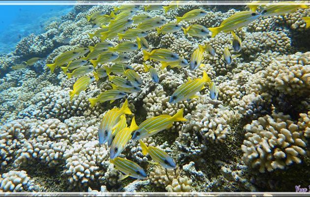 Lutjan à lignes bleues ou Vivaneau à raies bleues, Bluestriped snapper (Lutjanus kasmira) - Passe Tumakohua (passe sud) - Atoll de Fakarava - Tuamotu - Polynésie française