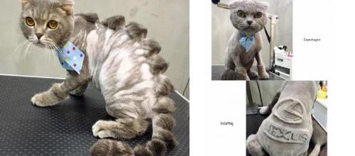 Des oeuvres d'art dans le pelage d'un chat ?