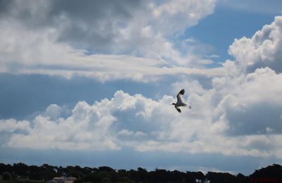 Sur l’île de Noirmoutier