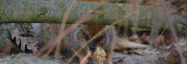 Ménagerie du Jardin des Plantes : Le repas de la Mangouste Fauve