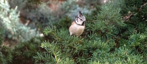 La Mésange Huppée