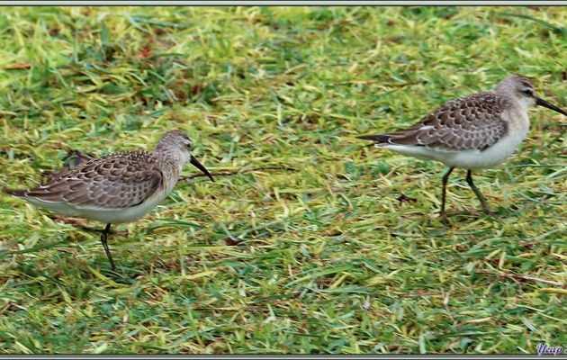 Bécasseau cocorli (Calidris ferruginea) - Bird Island - Seychelles