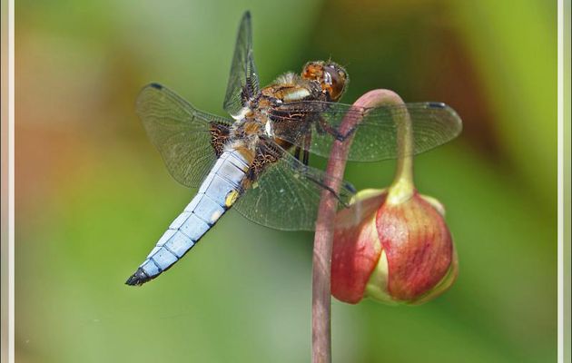 Deux odonates : une Libellule déprimée mâle (Libellula depressa) et un couple de Petites nymphes au corps de feu in copula ( Pyrrhosoma nymphula) - Lartigau - Milhas - 31