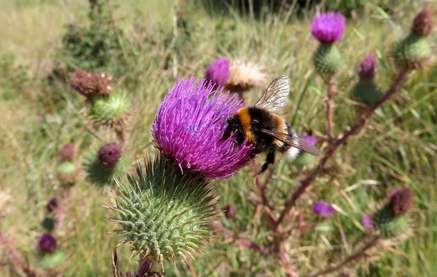 une abeille qui ...