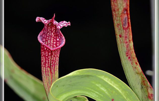L'urne de plante carnivore "sarracenia" a hésité dans le sens où pousser ... - Lartigau - Milhas - 31
