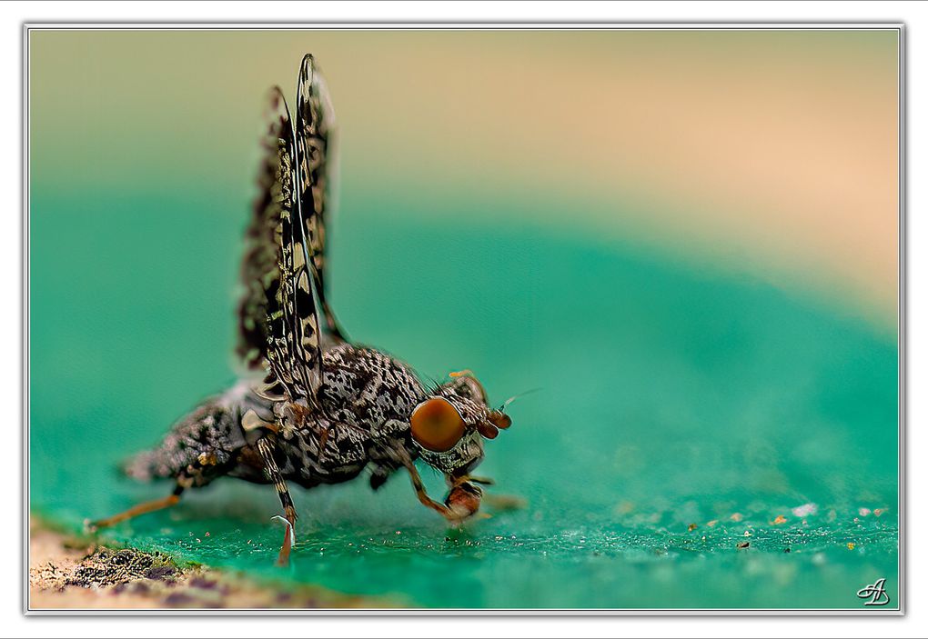 03 - Insectes