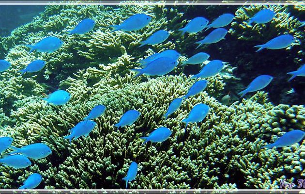 Chromis à zone axillaire noire ou Demoiselle à tache noire, Black-axil chromis (Chromis atripectoralis) - Tumakohua (passe sud) - Atoll de Fakarava - Tuamotu - Polynésie française