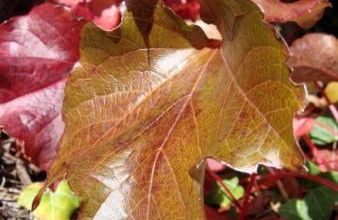 couleurs d'automne à Pornic
