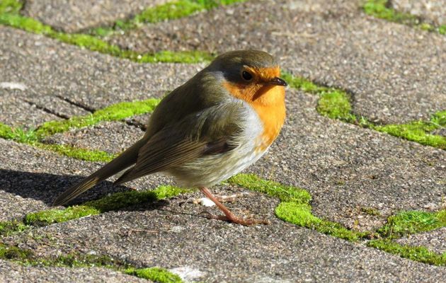 un rouge gorge qui ...