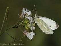 Piéride de la rave - Pieris rapae - Pieridae