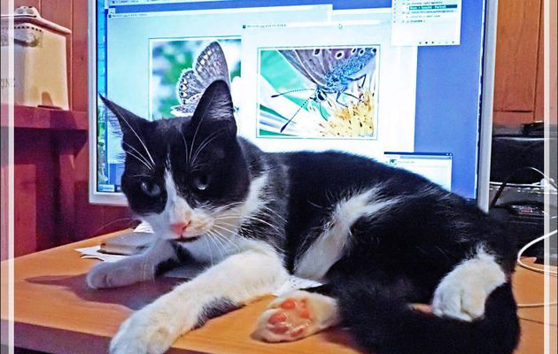 Comment voulez-vous que je puisse m'occuper en même temps des papillons et d'un matou !!!