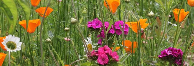 Le jardin nature