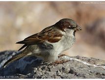 Moineau domestique