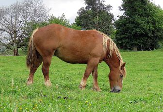 des chevaux à Cabarceno