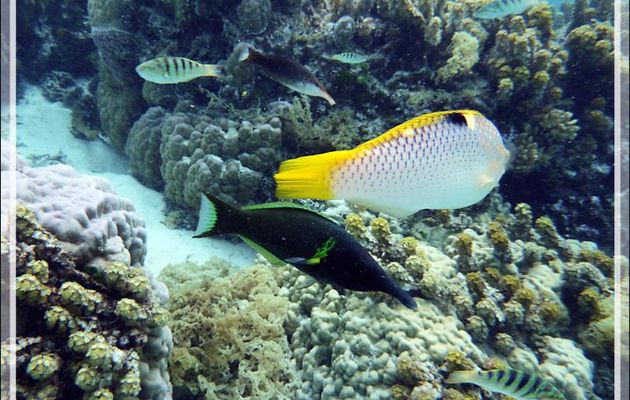 Des labres encore des labres... - Jardin de corail - Motu Tautau - Taha'a - Polynésie française