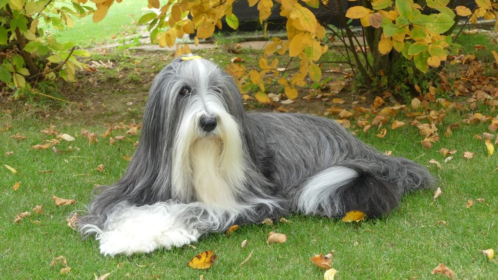 Diaporama Octavia * photos du 11.10.2025 