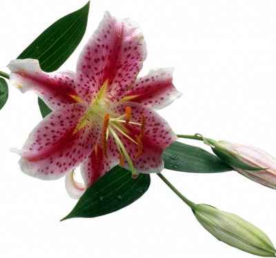 Png Free Download Flower : Rose Lily