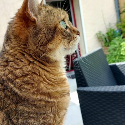 Parfois lundi c'est chat avec Quya