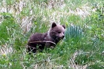 Un ourson de 3 ou 4 mois récupéré dans le Val d'Aran