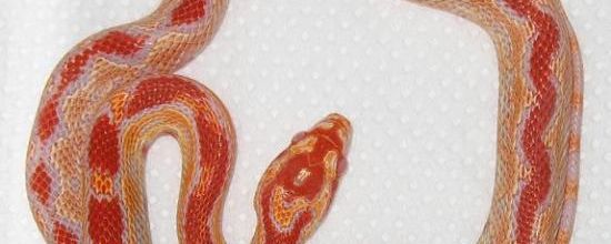 Albinos okeetee zig zag